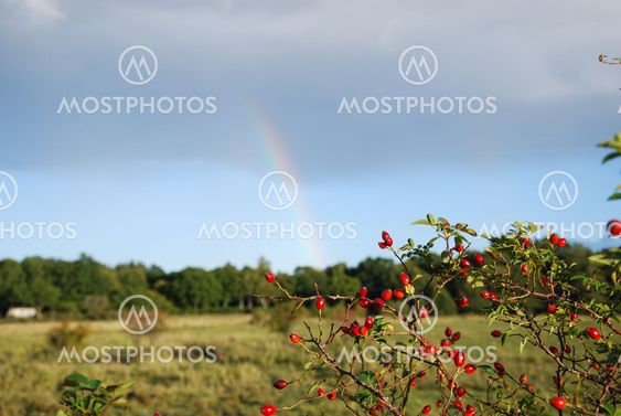 Shiny rose-hips bush