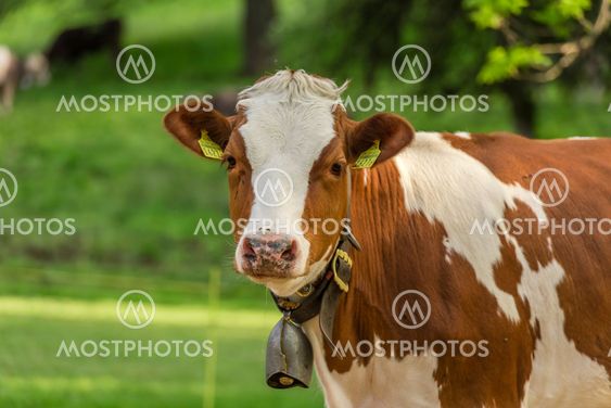 Swiss young cow
