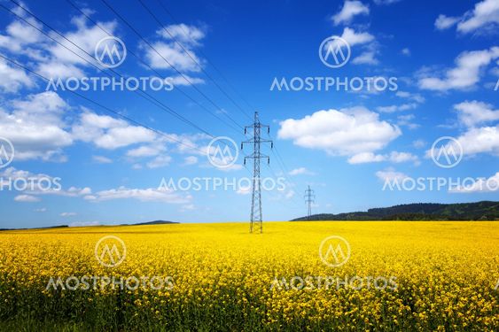Yellow rapeseed field
