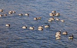 Large group of Canada goose swimming in the water