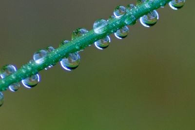 Wet grass