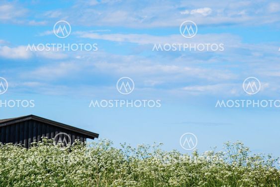 White wild flowers