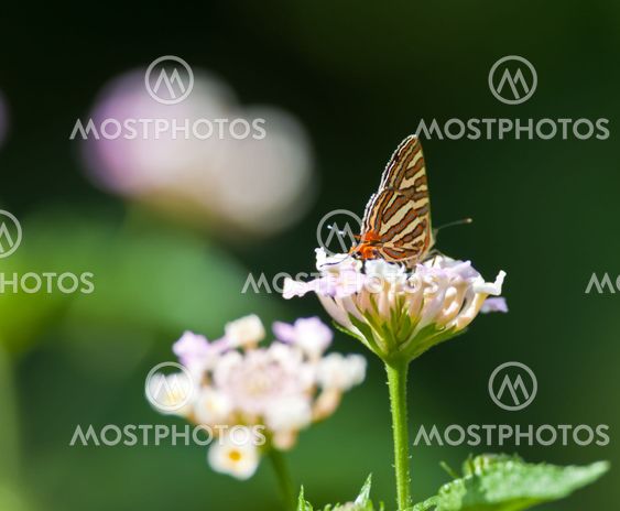 Butterfly, Common Silverline, Spindasis vulcanus, sucking honey from flower, pollinate, close up, copy space