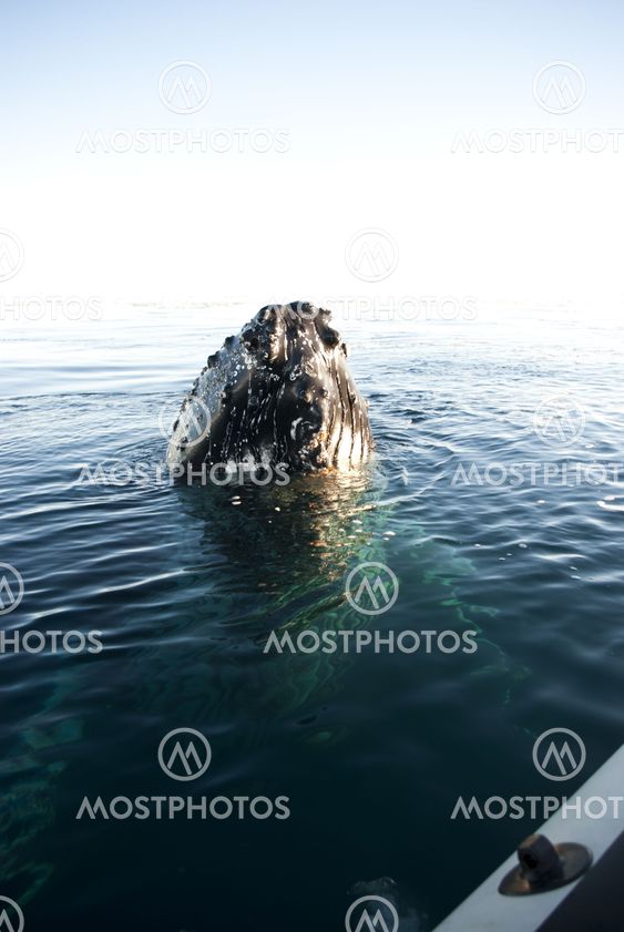 Humpback whale's head-1.