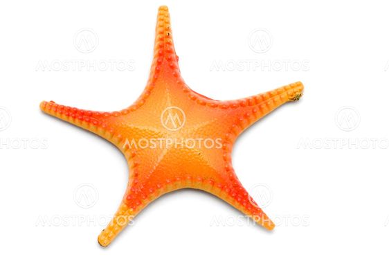 magnet starfish