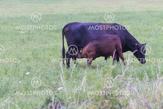 Cow with calf suckling