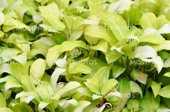 Ornamental plants
