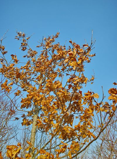 Swam land in early spring