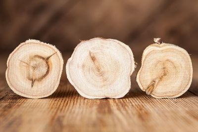 Texture of cross section juniper wood. Pattern of tree...