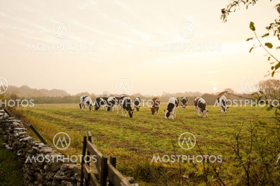 Cows in the dawn