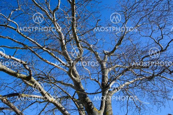 Wych Elm tree