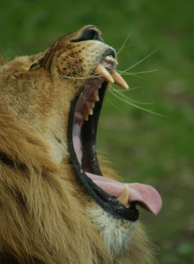 Gäspande lejon