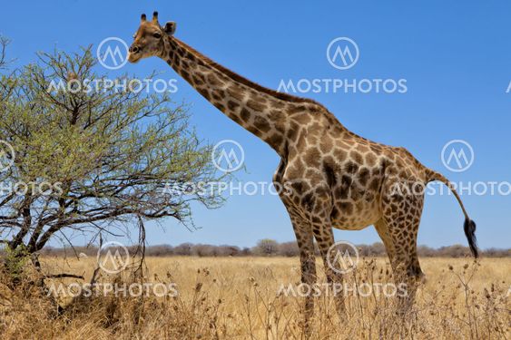 a big giraffe in etosha national park