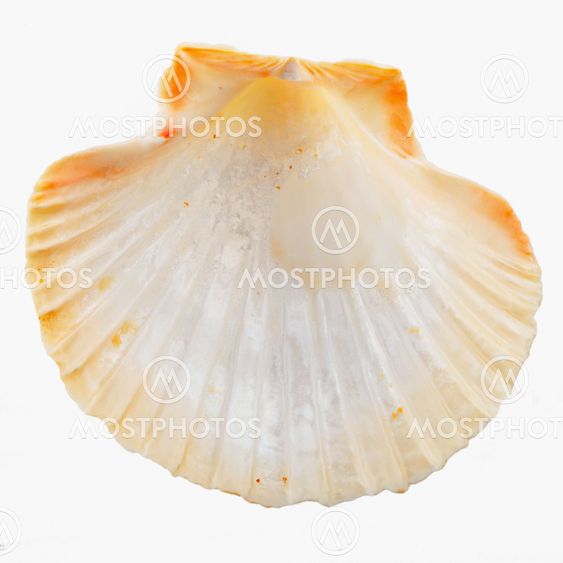 Shell
