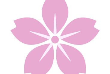 Icon of pink cherry blossom. Flower of spring season....