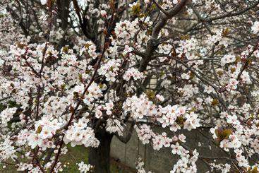 Delicate white blossoms on a tree branch in a spring...