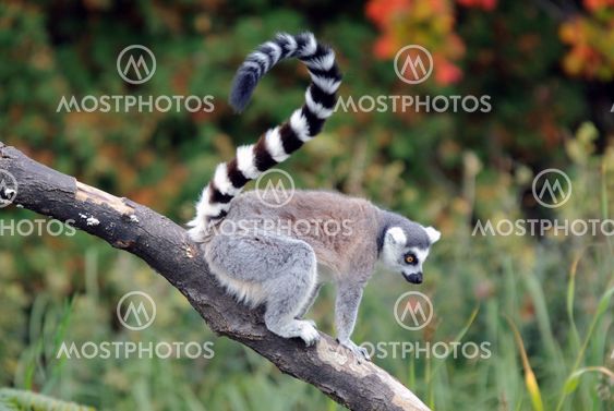 Ring-tailed Lemur