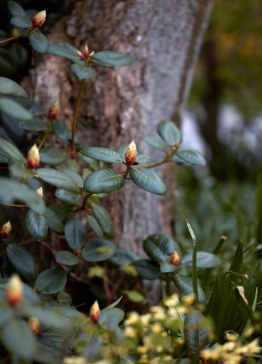 Nature, flowers and trees with closeup in woods for...