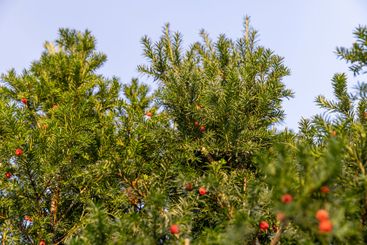 a berry yew plant with red fruits in the autumn season