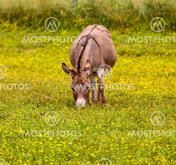 unge æsler pics