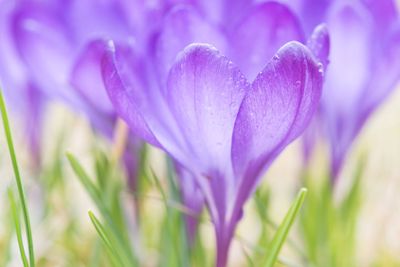 Lila krokusar