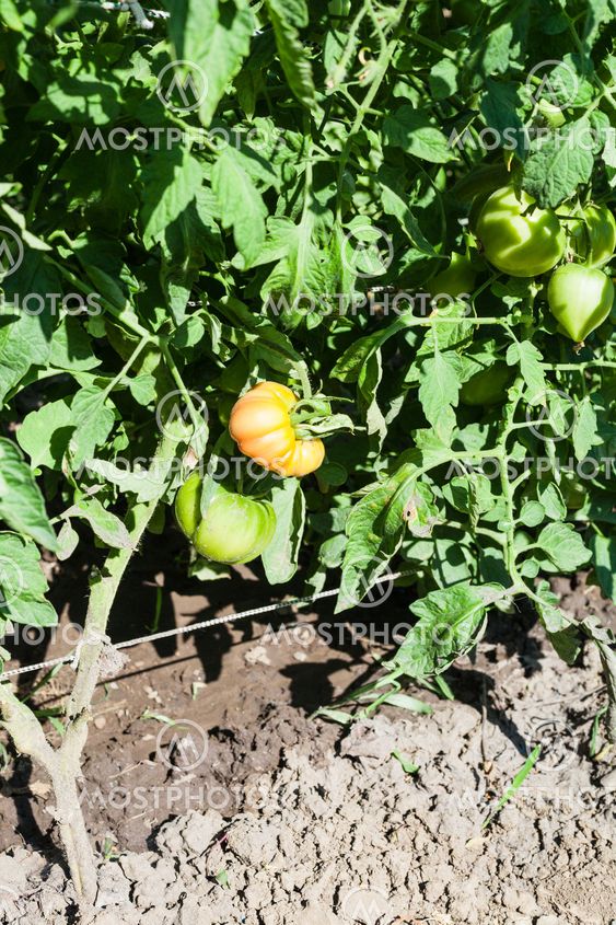 green and red tomatoes on bush in garden