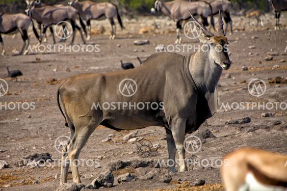big eland near a waterhole at etosha national park namibia africa