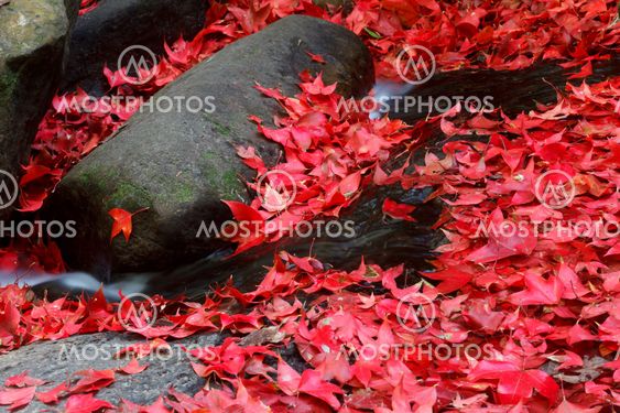 Red maple leaf during fall at Phukradung National Park