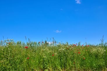 Nature, field and flowers with wheat for growth,...
