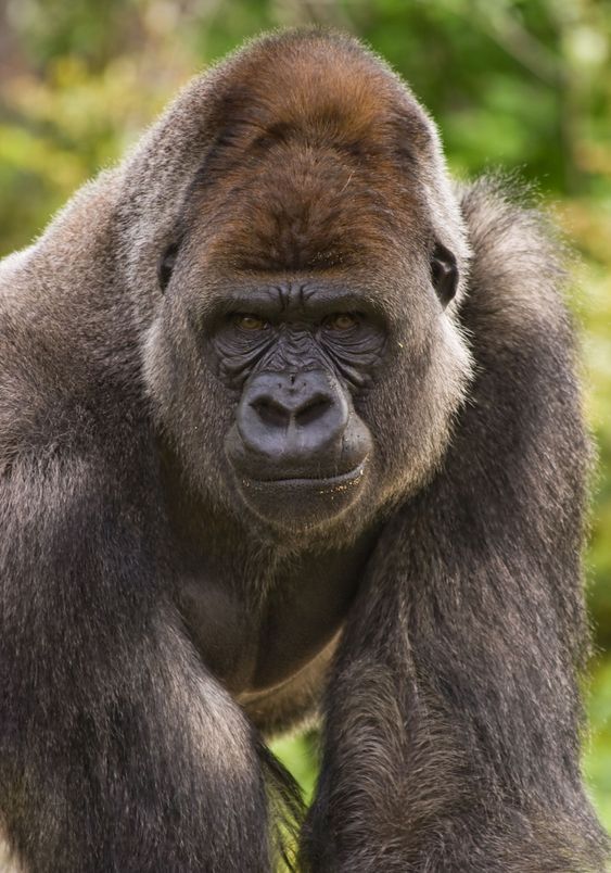 Gorilla