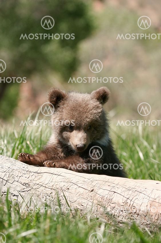 Grizzly bear cub sitting on the log