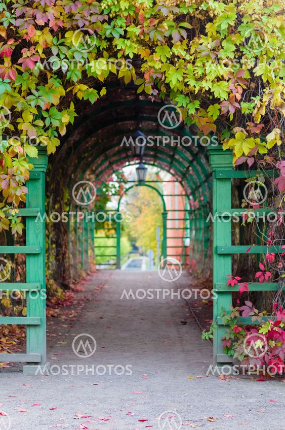 Pergola with colorful climbing plants, autumn scene