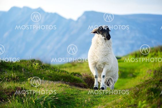 Sheep marked with colorful dye grazing in green pastures...