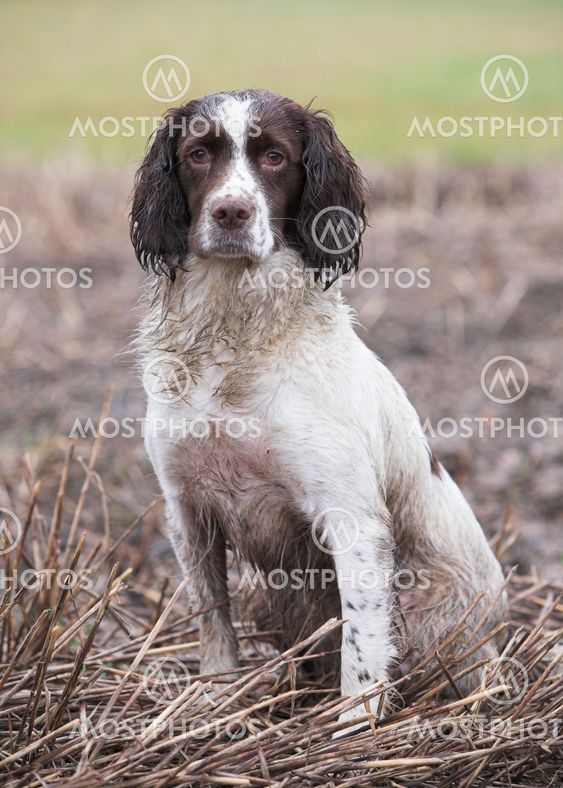 springer spaniel hunting