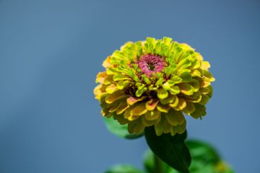 Colourful Zinnia  flower in a garden.