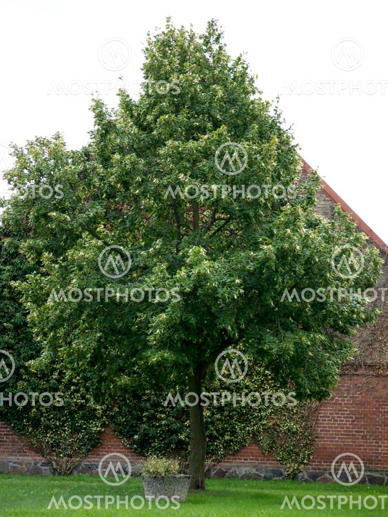 Linden tree in front of barn