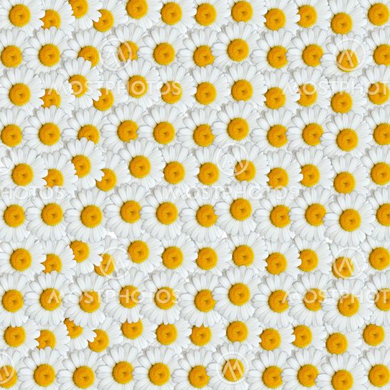 Camomile textured background with a lot of flowers
