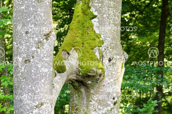 Two Beech Trees Grow Together, Inosculation