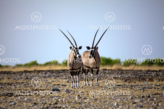 two Oryx in Etosha National Park Namibia