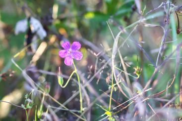 Tranquil autumn nature background in a sunset light.