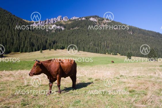 Cows on The Pasture