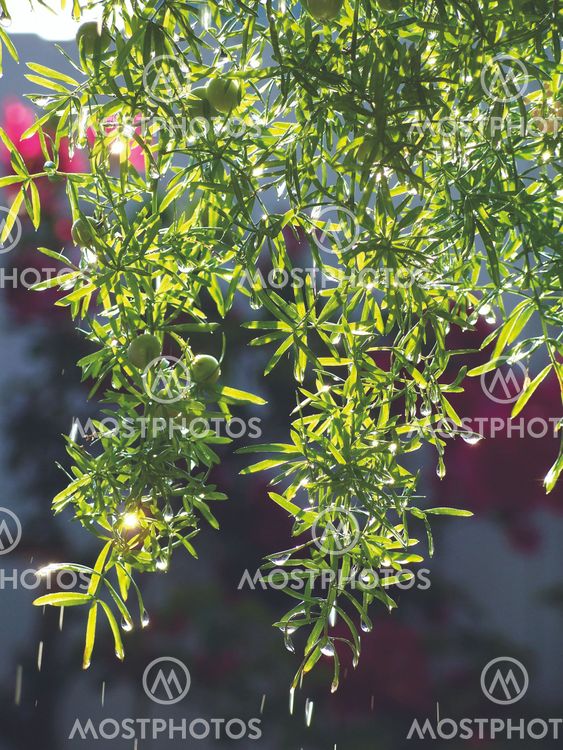 Watered plant