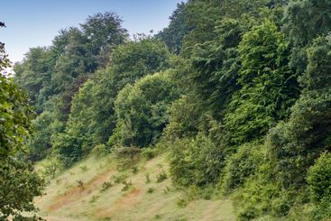 Nature, forest and mountain with trees in environment...