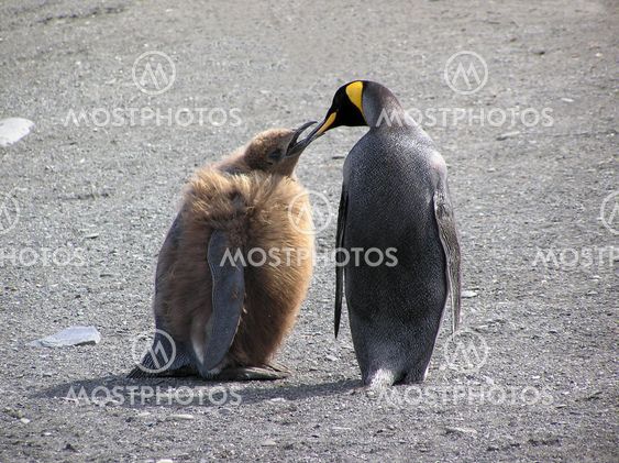 Penguin kiss