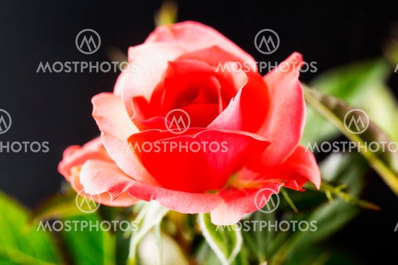 Pink rose over black background