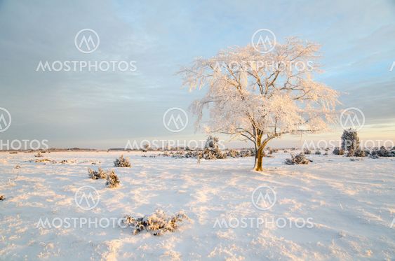 Winter morning with a frosty tree