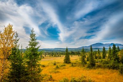 view over the moors with spruce and birch trees 