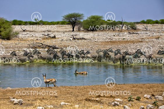 zebra running away from a waterhole at okaukueho etosha national park