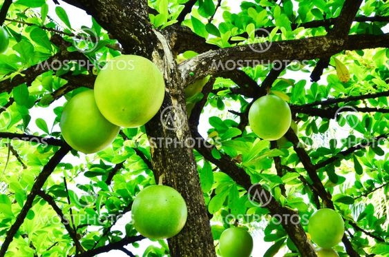 Crescentia cujete