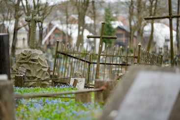 Scilla siberica spring flowers blossoming on sunny day...